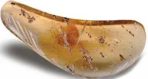 Spider fossil in amber