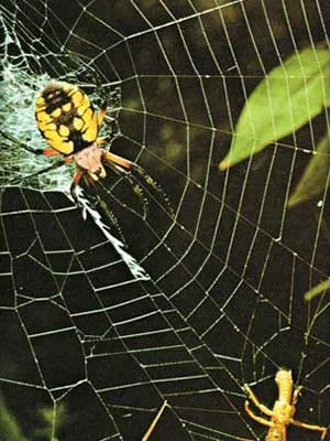 spider