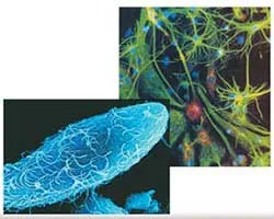 Below can be seen a singlecelled protist, and to the side are shown nerve cells with their complex structure. These cells are all marvels of design.