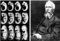 Haeckel himself was forced to admit that his drawings from the end of the 19th century were fraudulent.