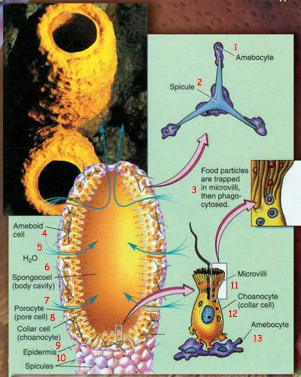 Sponges, which are regarded as having the simplest animal organization, are actually very complex. They attract scientists' attention because of their unusual c