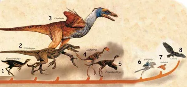 Darwinists hold that some small dinosaurs, such as Velociraptors or Dromaeosaurs, evolved by acquiring wings and then starting to fly. Thus, Archaeopteryx is as