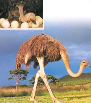 Despite being an evolutionist himself, Alan Feduccia opposes the thesis that birds evolved from dinosaurs. By studying the development of the pentadactyl foreli