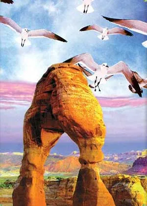 birds
