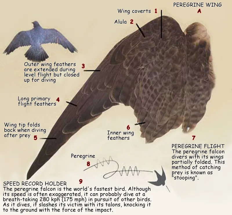 Outer wing feathers are extended during level flight but closed up for divingSPEED RECORD HOLDERThe peregrine falcon is the world's fastest bird. Although its s