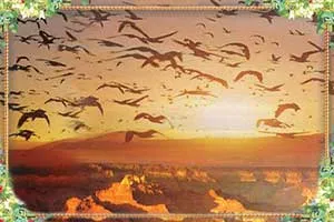 birds