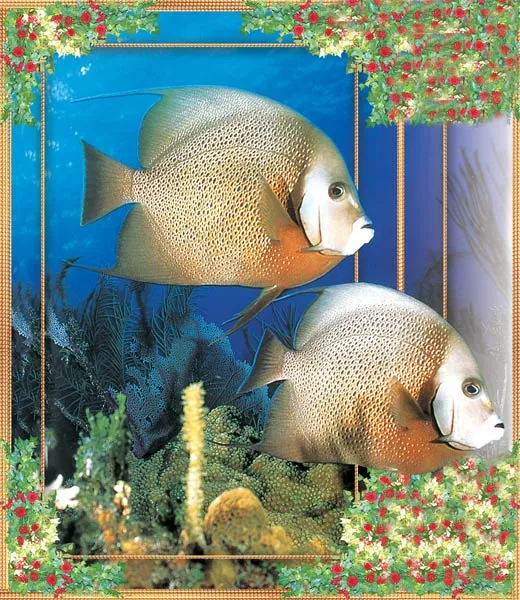 angel fish