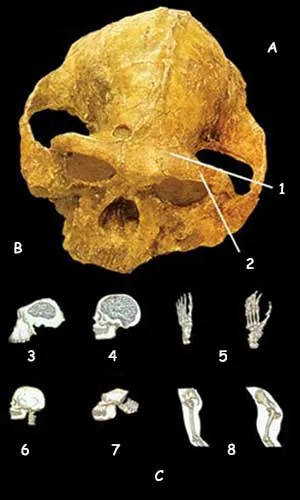 skull
