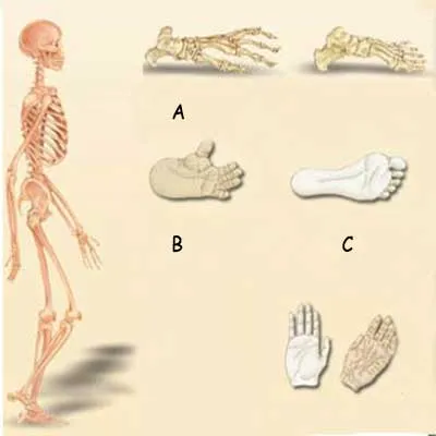 anatomical difference between human and apes
