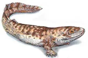 Acanthostega