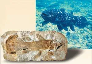 When they only had fossils of Coelacanths, evolutionist paleontologists put forward a number of Darwinist assumptions regarding them; however, when living examp