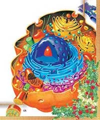 cell