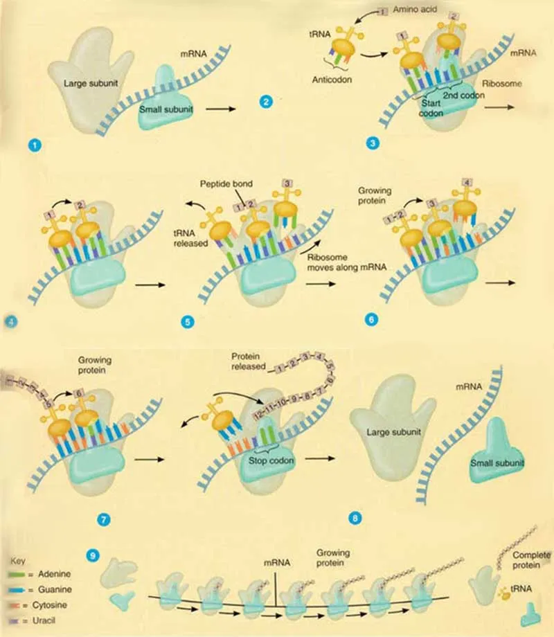 protein synthesis