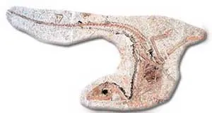 Sinosauropteryx