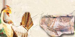 Caudipteryx drawing and fossil