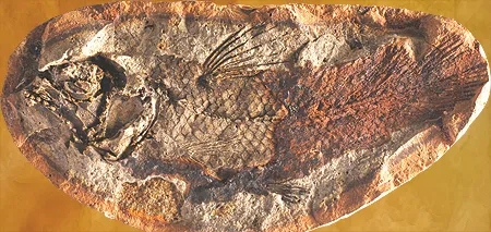 A 240-million-year-old coelacanth fossil found in Madagascar.