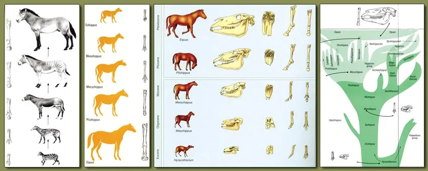The diagrams of the evolution of the horse, which evolutionists propose solely on the basis of their own imaginations, are not scientific. They are obtained by