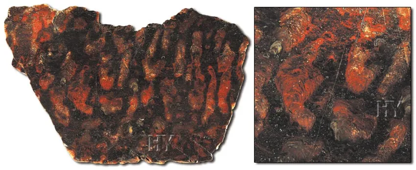 Period: PrecambrianAge: 2.4 billion yearsRegion:USA This 2.4-billion-year Precambrian fossil stromatolite possesses striking colors and patterns. This species’ 