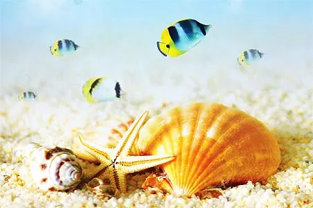 sea bottom