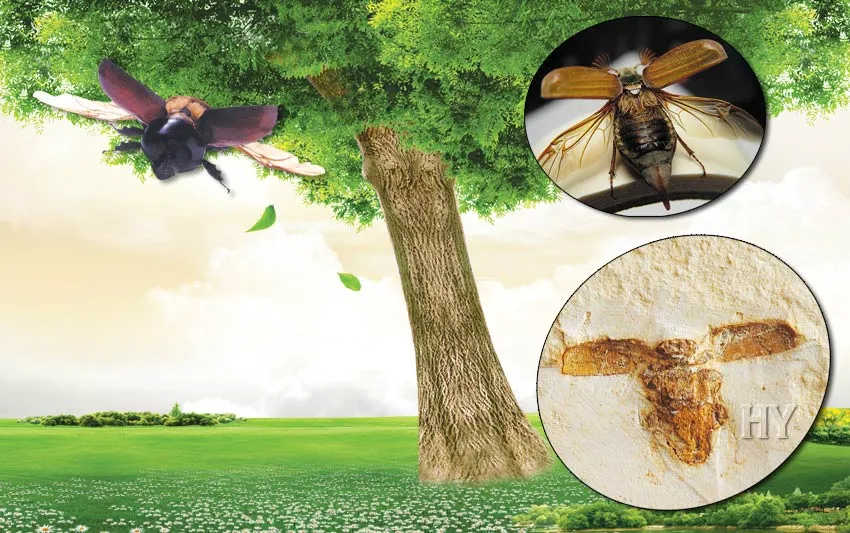 One important characteristic of the insects that appear suddenly in the fossil record, together with all their flawless structures, is their extraordinary fligh