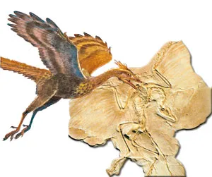 Contrary to what Darwinists claim, Archaeopteryx is not a transitional form, but a perfect bird whose skeleton and feather structure make it ideally suited to f