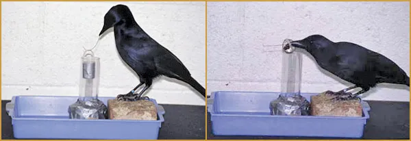 An Intelligent CrowCrows from the species Corvus moneduloides living on New Caledonia in the Pacific Islands are far superior to chimpanzees when it comes to ma