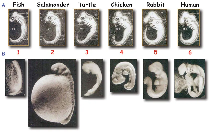 1. Fish2. Salamender3. Turtle4. Chicken5. Rabbit6. HumanAbove, Haeckel's false drawingsBelow, how the drawings should have looked