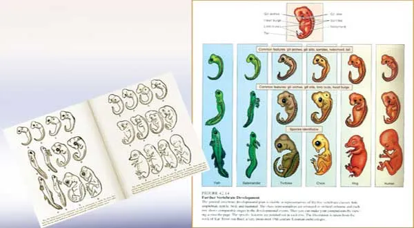 The modern-day biology book to the left engages in false evolutionary propaganda by using Haeckel's fake drawings. This is important evidence of how broadly and