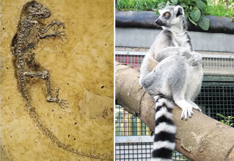 The Ida hoax: The way that Darwinists tried to depict a fossil of a perfect, extinct lemur as evidence for the supposed evolution of man is a major indication o