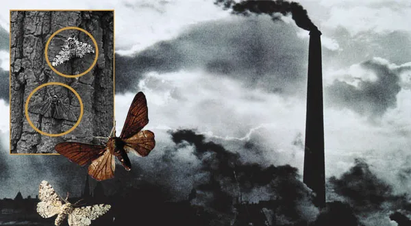 A result of industrial pollution the lichens, a kind of moss, covering tree trunks die and the trunk turn black. Since light-colored moths are more visible on t