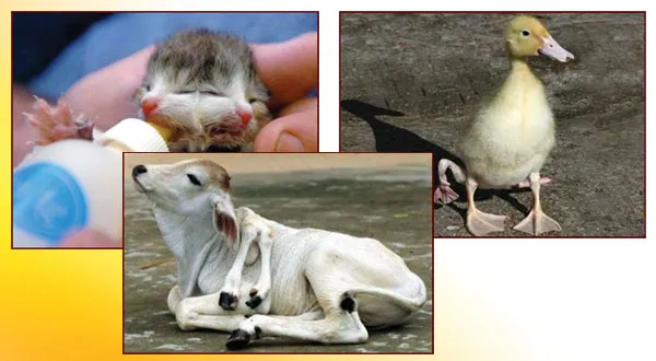 The harmful effects of mutations can clearly be seen in the living creatures illustrated. Mutations either cripple or kill.Mutations cannot improve living thing