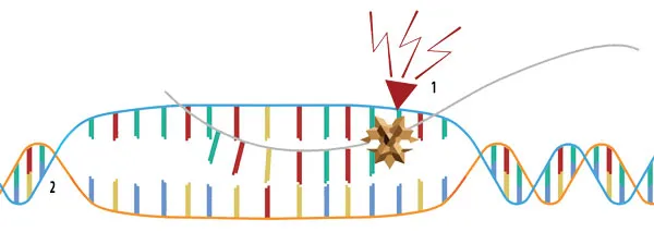 1. Mutation2. DNA helixLiving DNA is a highly complex structure. Any random intervention can only harm that structure. And that gives rise to sickly, crippled a
