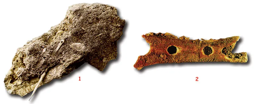 Neanderthals: Stocky Human Beings1. Homo sapiens neanderthalensis, Amud 1 skull2. Neanderthal remainsAbove, The Homo sapiens neanderthalensis Amud 1 skull found