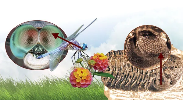 The compound structure of the eye of the trilobite, one of the most ubiquitous Cambrian Period life forms, still exists in identical form in arthropods such as 