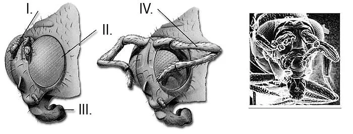 I. Antennae II. Eyes III. Mouth IV. Leg The head of a normal fruit fly. The head of a fruit fly exposed to radiation; the legs protruding from above the eyes. T
