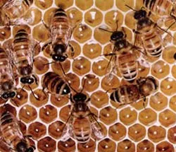 It is Allah Who inspires bees to build the same flawless hexagonal combs that they have been constructing for millions of years.