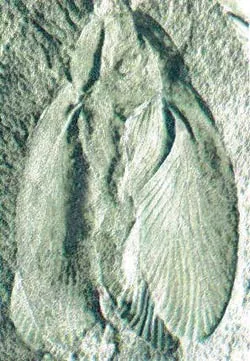 There is no difference between this 320-million-year-old fossil cockroach and specimens living today.