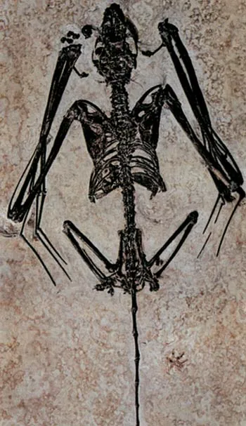 The oldest known fossil bat, found in Wyoming in the United States. 50 million years old, there is no difference between this fossil and bats alive today.