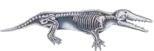 The real Ambulocetus : The legs are real legs, not "fins," and there are no imaginary webs between its toes such as National Geographic had added. (Picture from