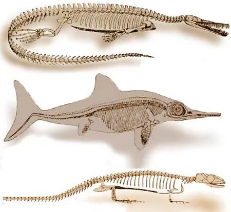 The Great Morphological Differences Between Animals Which Are Claimed To Have Descended From One Another So far, we have seen that different species emerged on