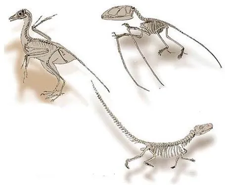Archaeopteryx