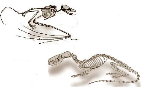 Dimorphodon, one of the oldest known flying reptiles, a typical representative of this group. Archaeopteryx, the oldest known bird. The land reptile Euparkeria,