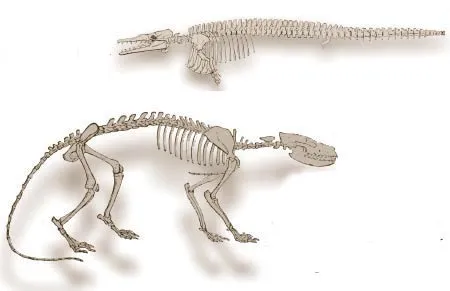 The oldest known Plesiosaurus skeleton Skeleton of Araeoscelis, a Lower Permian reptile. Plesiosaurus, the oldest known marine reptile, and its nearest terrestr