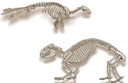 Skeleton of modern seal, virtually identical to the earliest known seals of the Miocene era. Cynodictis gregarius, the land-dwelling carnivorous mammal which ev