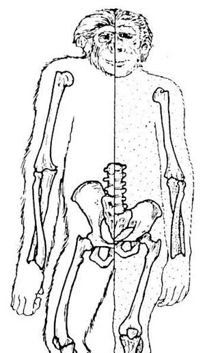 Australopithecus