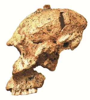 Australopithecus skulls and skeletons closely resemble those of modern apes. The drawing to the side shows a chimpanzee on the left, and an Australopithecus afa