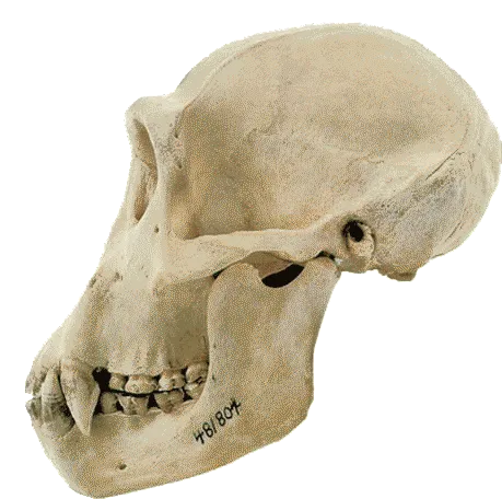 Afarensis and Chimpanzees On top is the AL 444-2 Australopithecus afarensis skull, and on the bottom a skull of a modern chimpanzee. The clear resemblance betwe