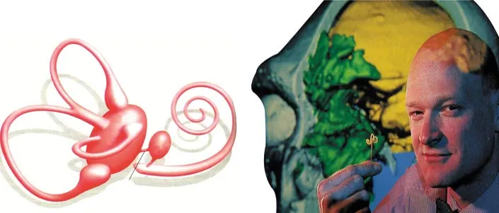 Fred Spoor The claim that Australopithecus and Homo habilis walked upright was disproved by inner ear analyses carried out by Fred Spoor. He and his team compar