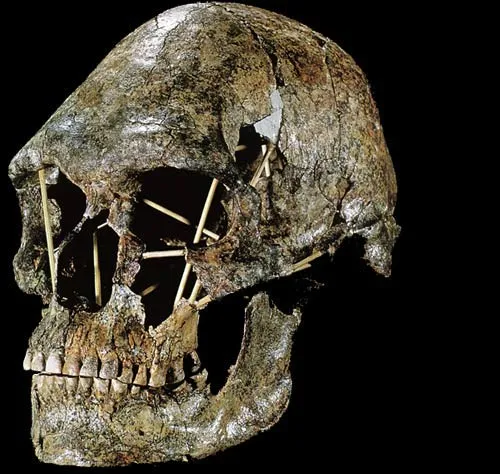 The 10,000-Year-Old Homo Erectus These two skulls, discovered on October 10, 1967, in the Kow Swamp in Victoria, Australia, were named Kow Swamp I and Kow Swamp