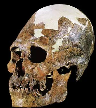 Homo erectus, kafatası